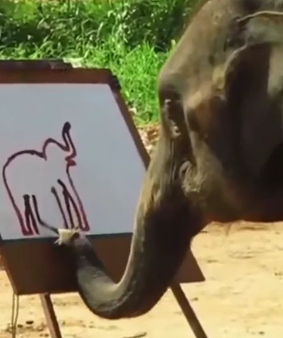 elephant's draw
